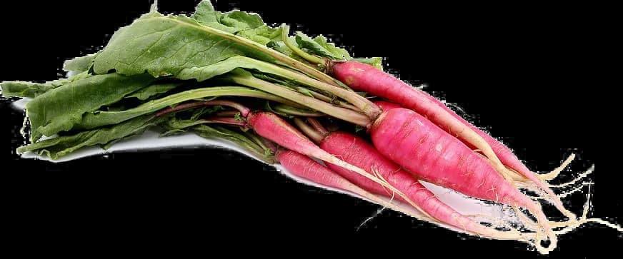 Radish-PNG-Image