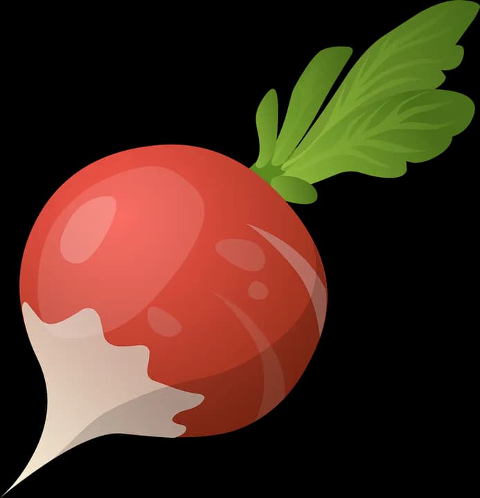 Radish-PNG-Photo