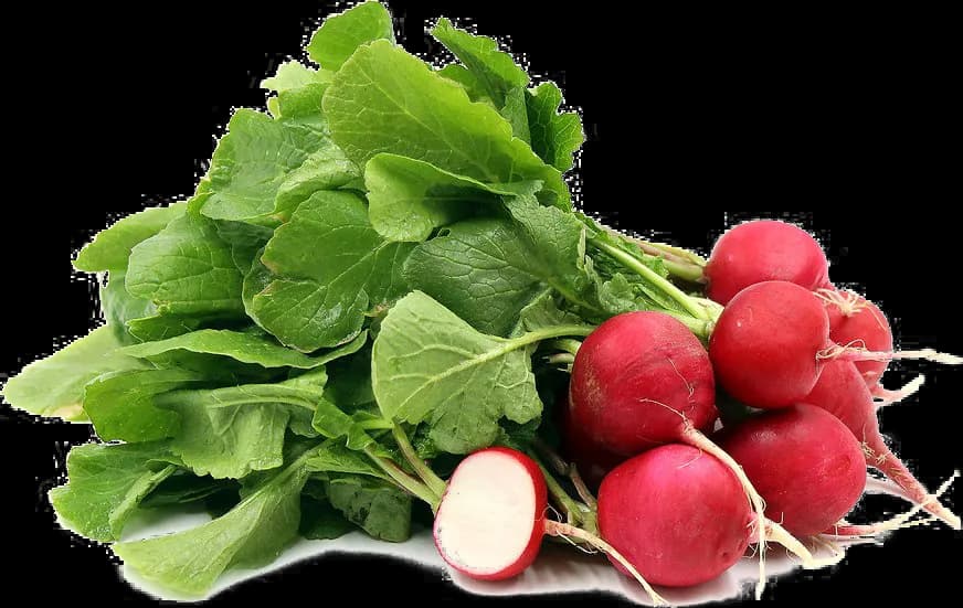 Radish-PNG-Photos