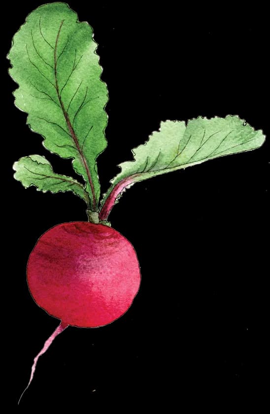 Radish, Organic, Fresh, Salad, Vegetable PNG