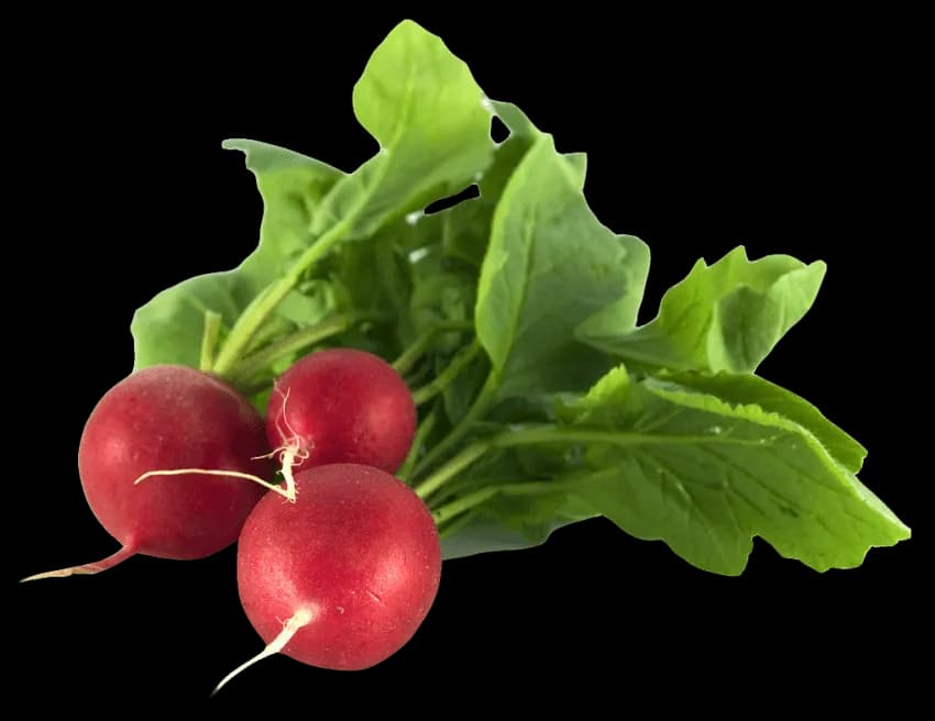Radish-PNG-Picture