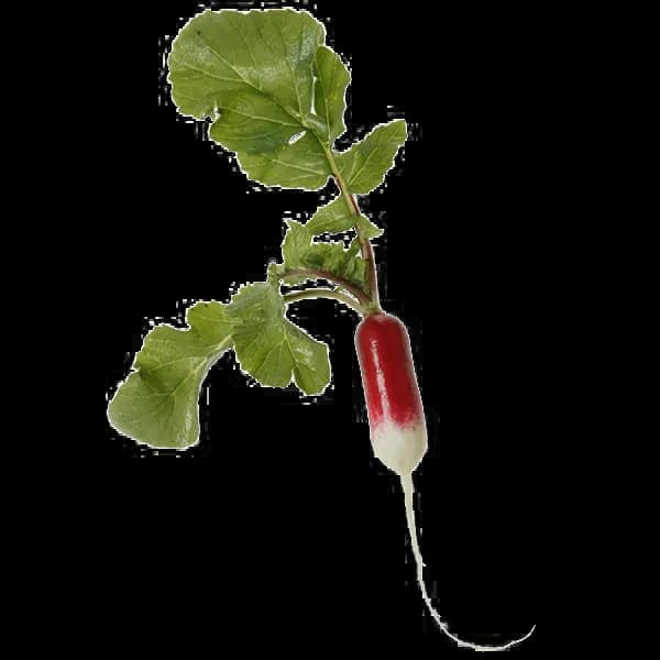 Radish-PNG-Transparent-Image