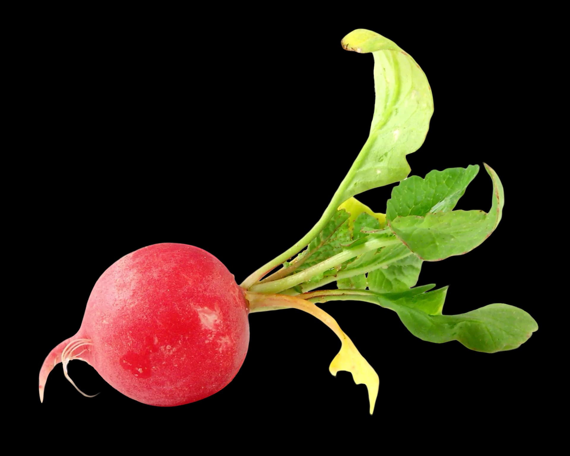Radish, Fresh, Vegetable, Organic, Nutrition PNG