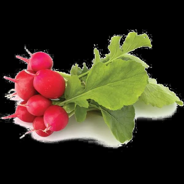 Radish-PNG-Transparent