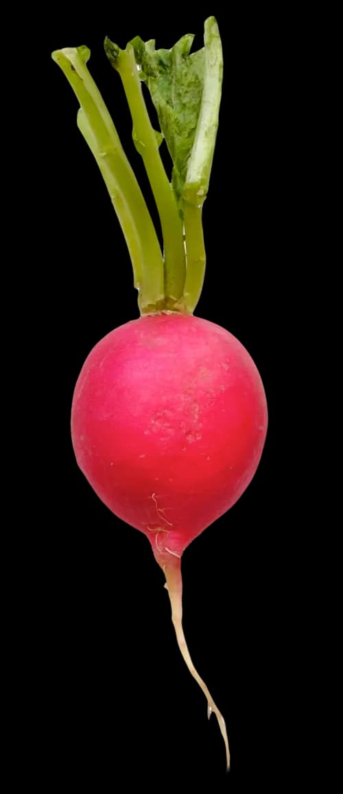 Radish, Nutrition, Fresh, Crunchy, Healthy PNG