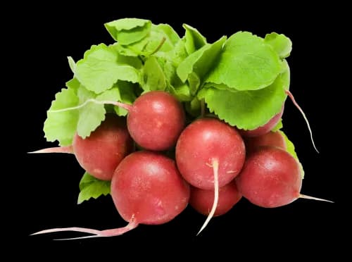 Radish-Transparent-PNG