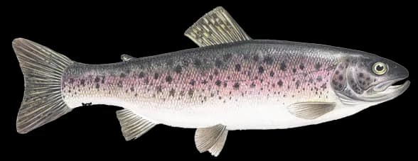 Rainbow-Trout-PNG-Clipart