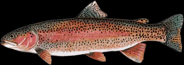 Rainbow-Trout-PNG-File