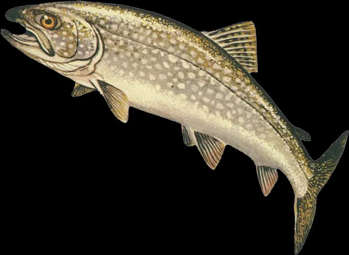 Rainbow-Trout-PNG-Free-Download