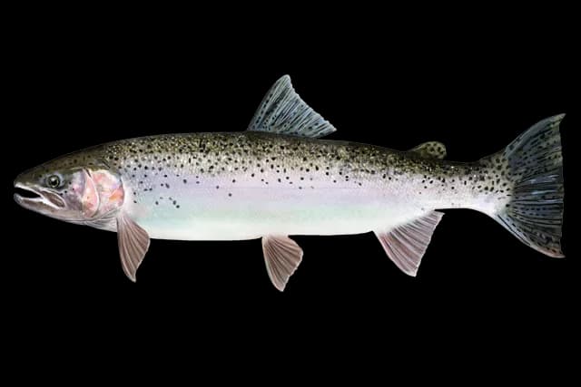 Rainbow-Trout-PNG-HD-Isolated