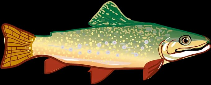 Rainbow-Trout-PNG-Isolated-Photo