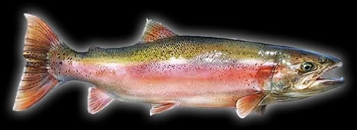 Rainbow-Trout-PNG-Photo