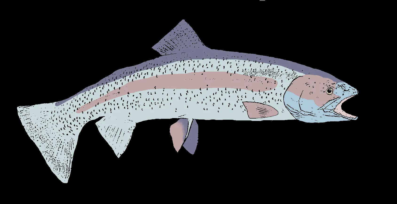 Rainbow-Trout-PNG-Photos
