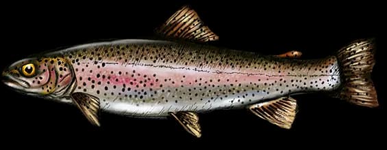 Rainbow Trout, Sport Fishing, Popular Gamefish, Culinary Delight, Freshwater Fish PNG