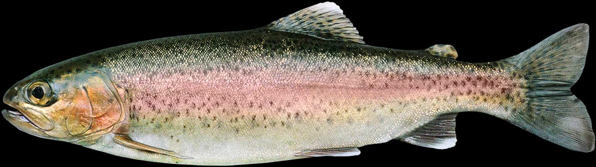 Rainbow-Trout-PNG-Transparent