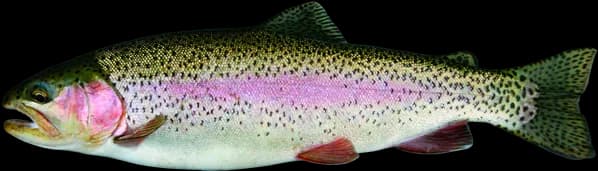 Rainbow Trout, Culinary Delicacy, Angling Species, Sport Fishing, Native Habitat PNG