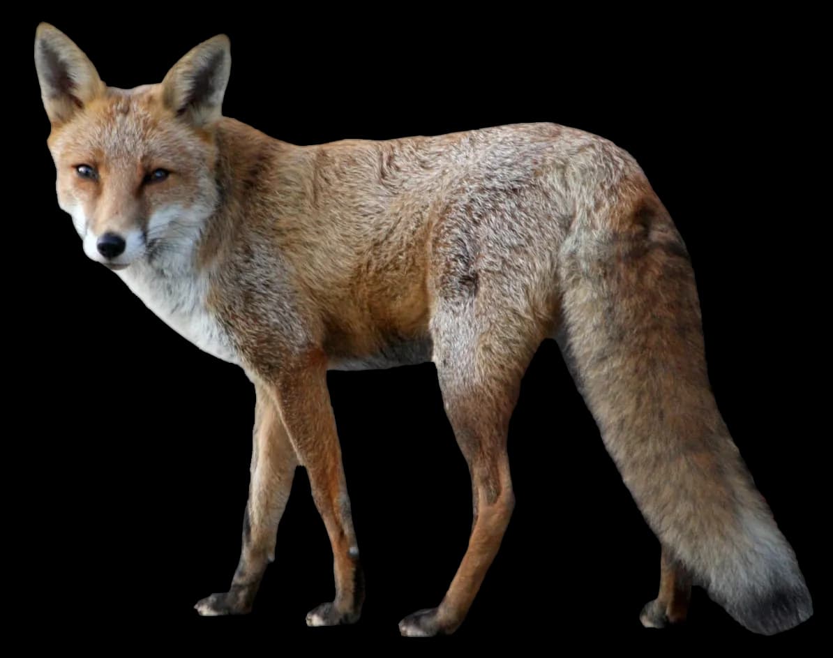Red Fox, Agile Hunter, Fur Coat, Nature Explorer, Wild Animal PNG