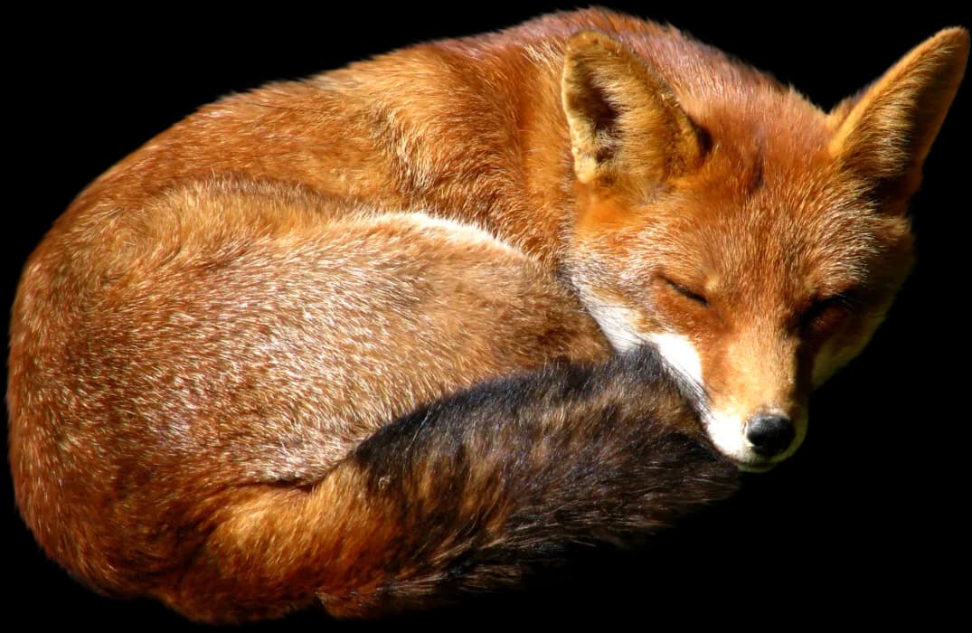 Red-Fox-PNG-HD