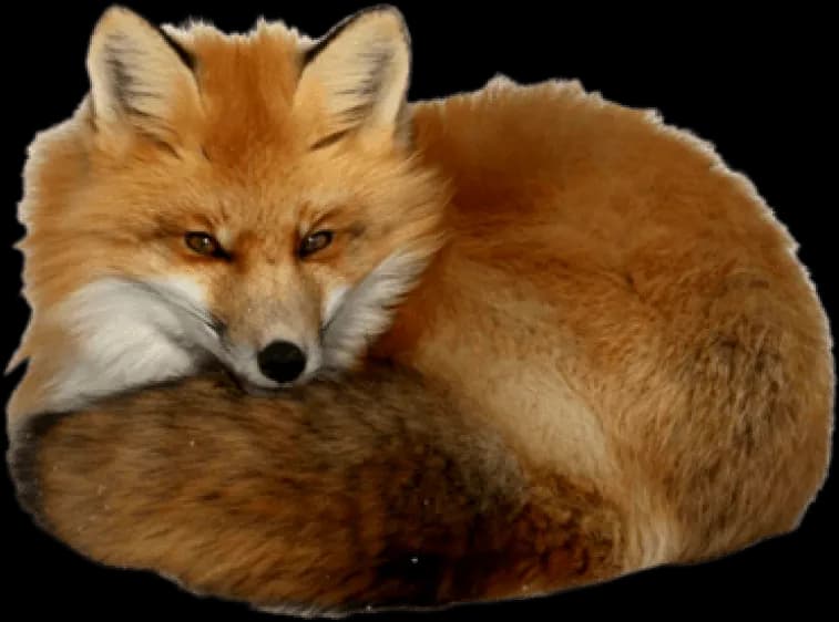 Red-Fox-PNG-Isolated-Pic