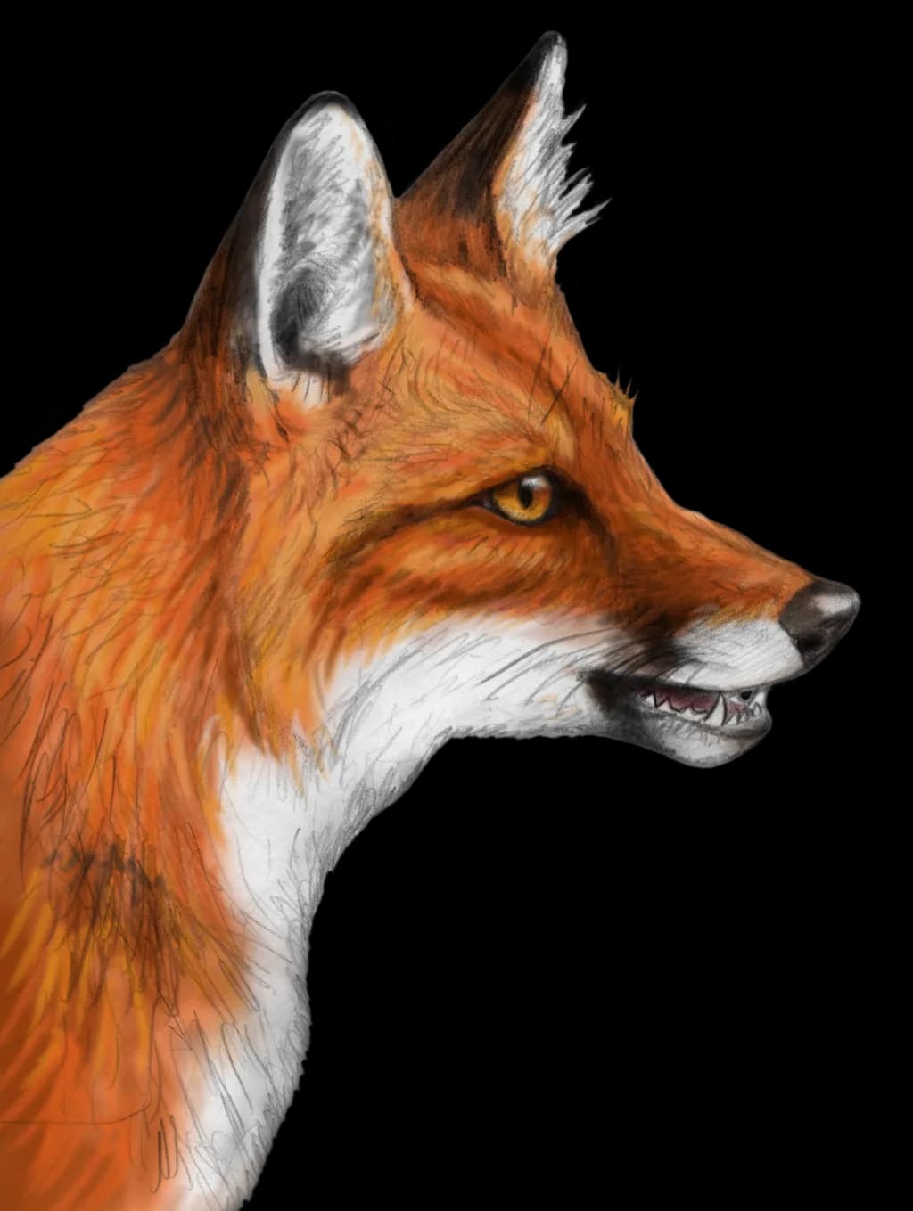 Red-Fox-PNG-Photo