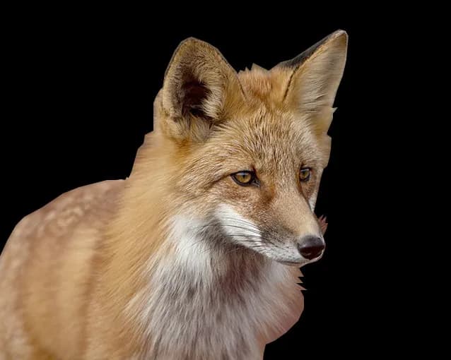 Red-Fox-PNG
