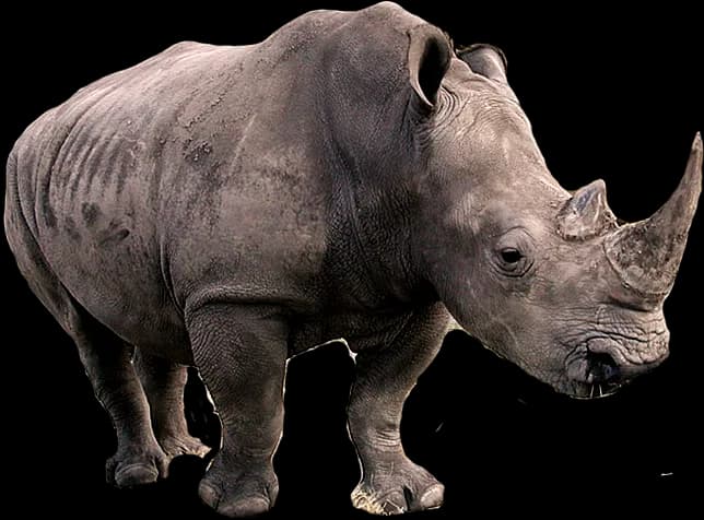 Rhinoceros-Transparent-PNG