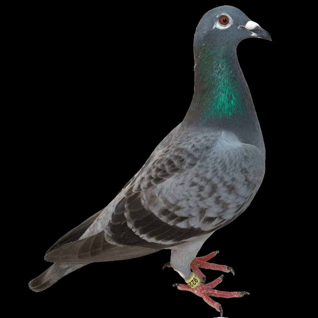 Rock Dove, City Dweller, Columba Livia, Common Avian, Urban Bird PNG