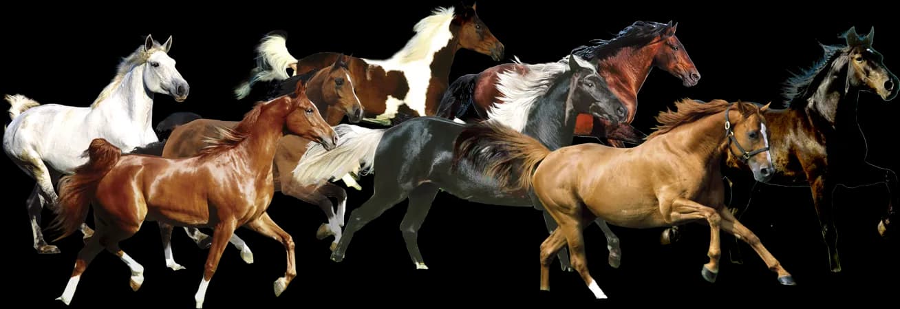 Running-Horse-PNG-HD