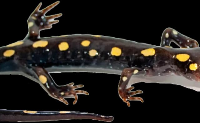 Salamanders-PNG-Isolated-Image