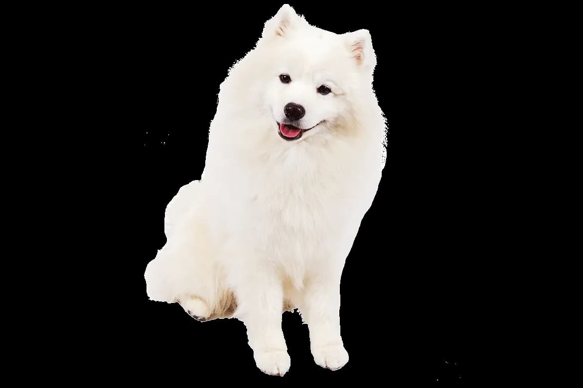 Samoyed Dog, Friendly, Loyal, Companion, Friendly PNG