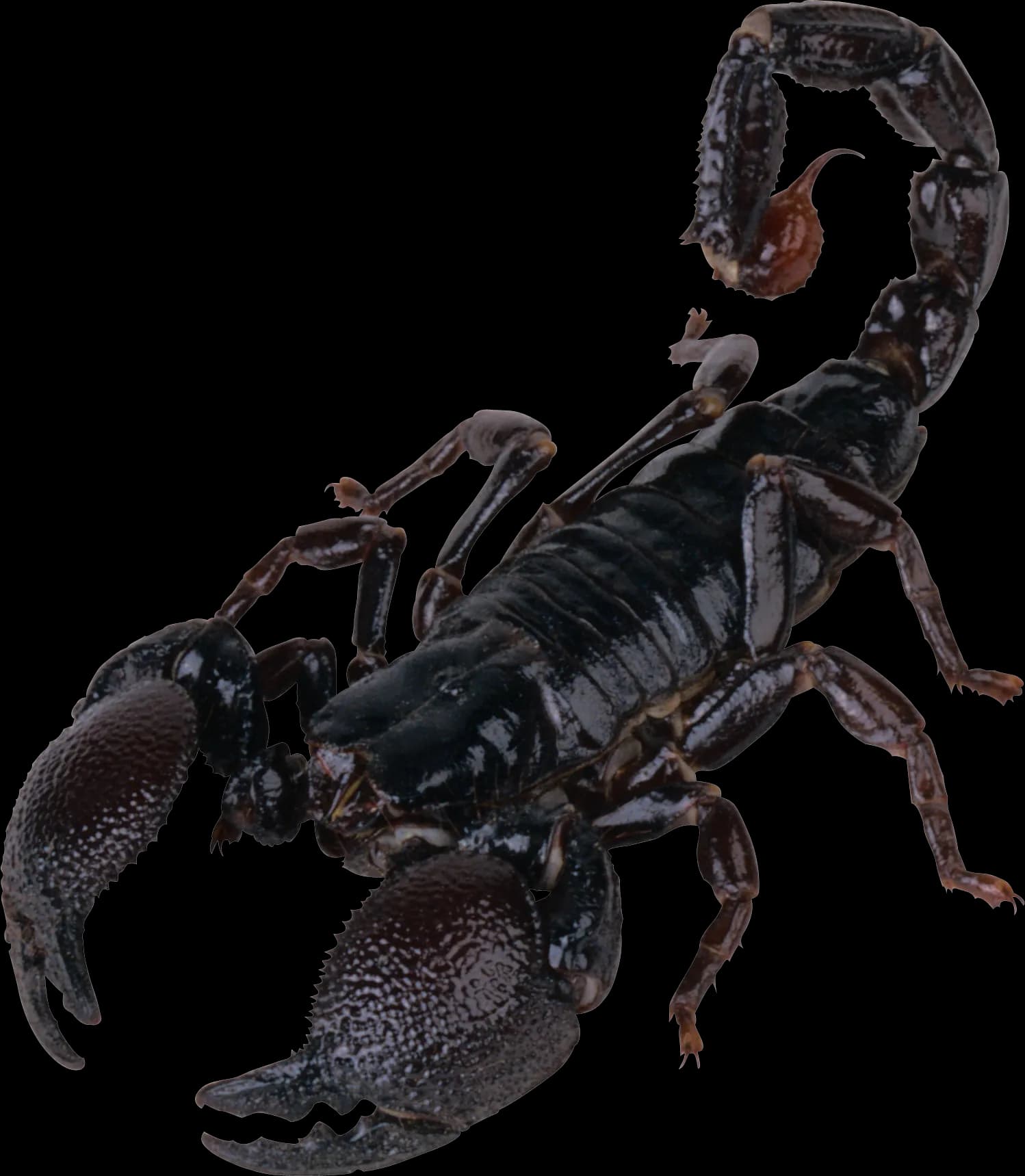 Scorpion Arachnids, Nocturnal Hunters, Predatory Species, Arachnid Anatomy, Venomous Creatures PNG
