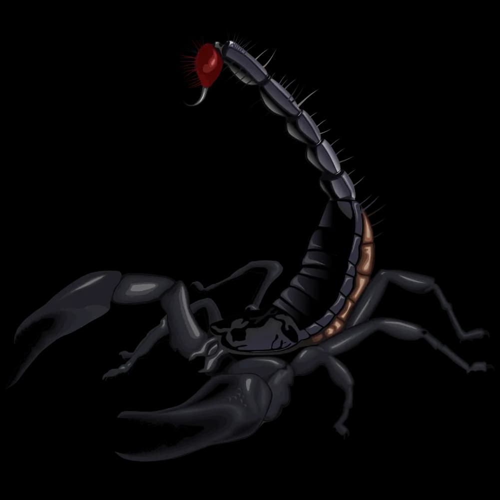 Scorpion-Arachnids-PNG-HD-Isolated