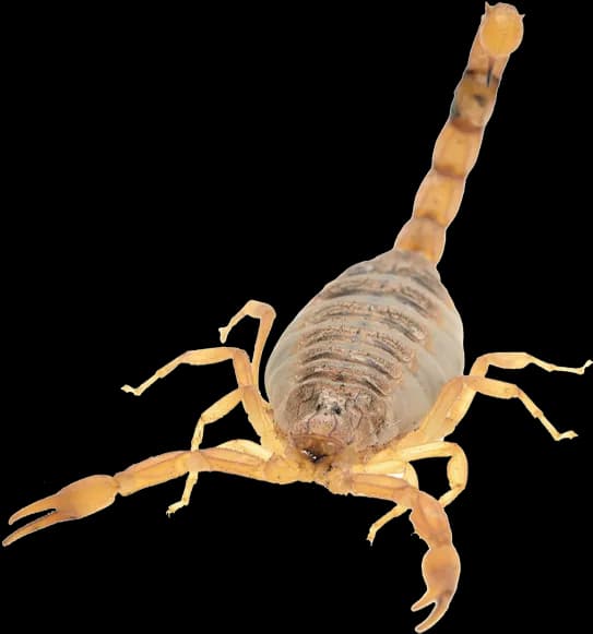 Scorpion Arachnids, Exoskeleton Structure, Desert Dwellers, Arachnid Behavior, Venomous Species PNG