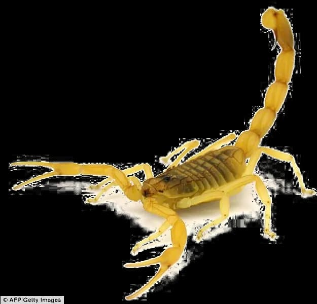 Scorpion-Arachnids-PNG-Isolated-Pic