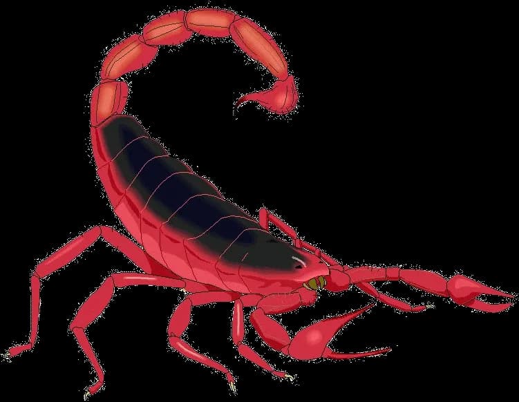 Scorpion-Arachnids-PNG-Pic