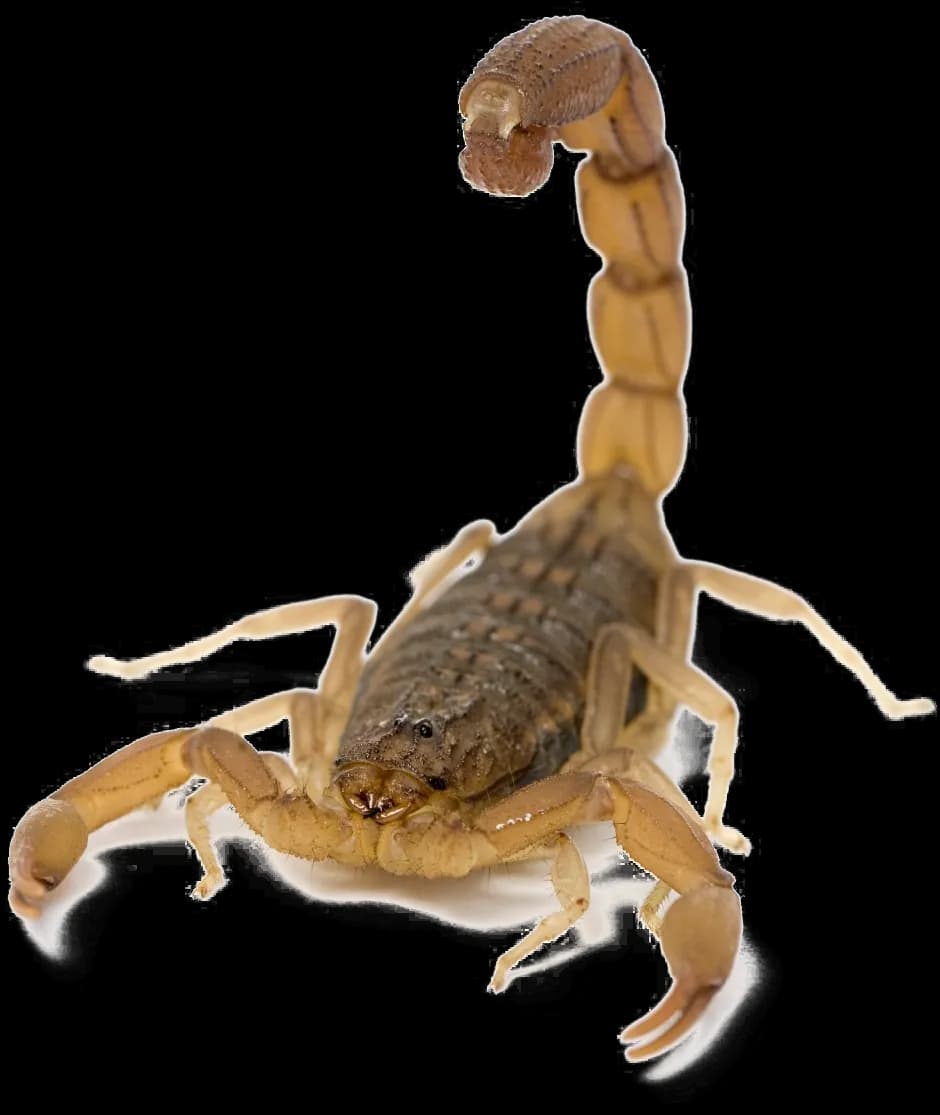 Scorpion-Arachnids-Transparent-PNG