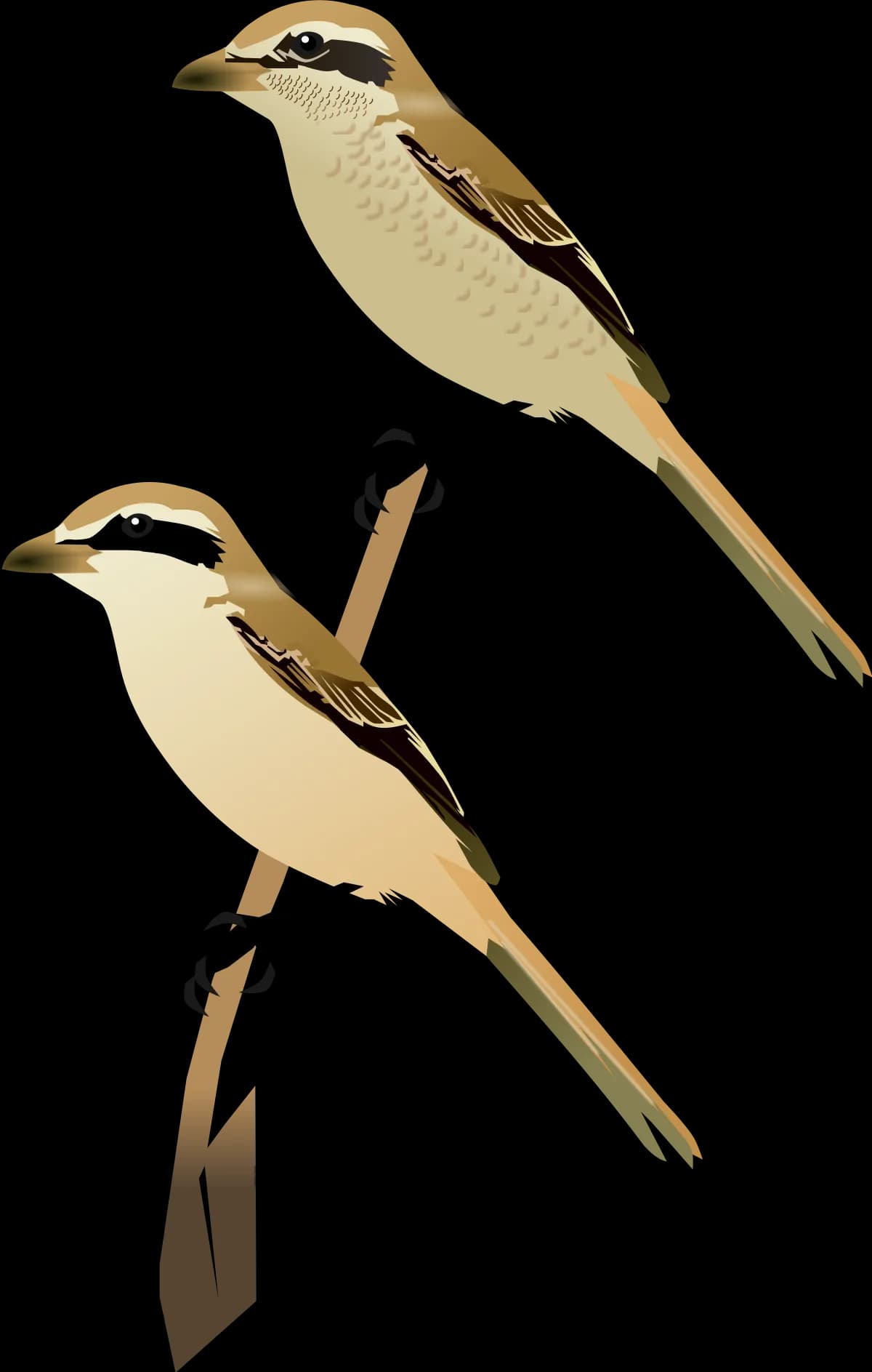 Shrike, Sharp, Bird, Nature, Wildlife PNG