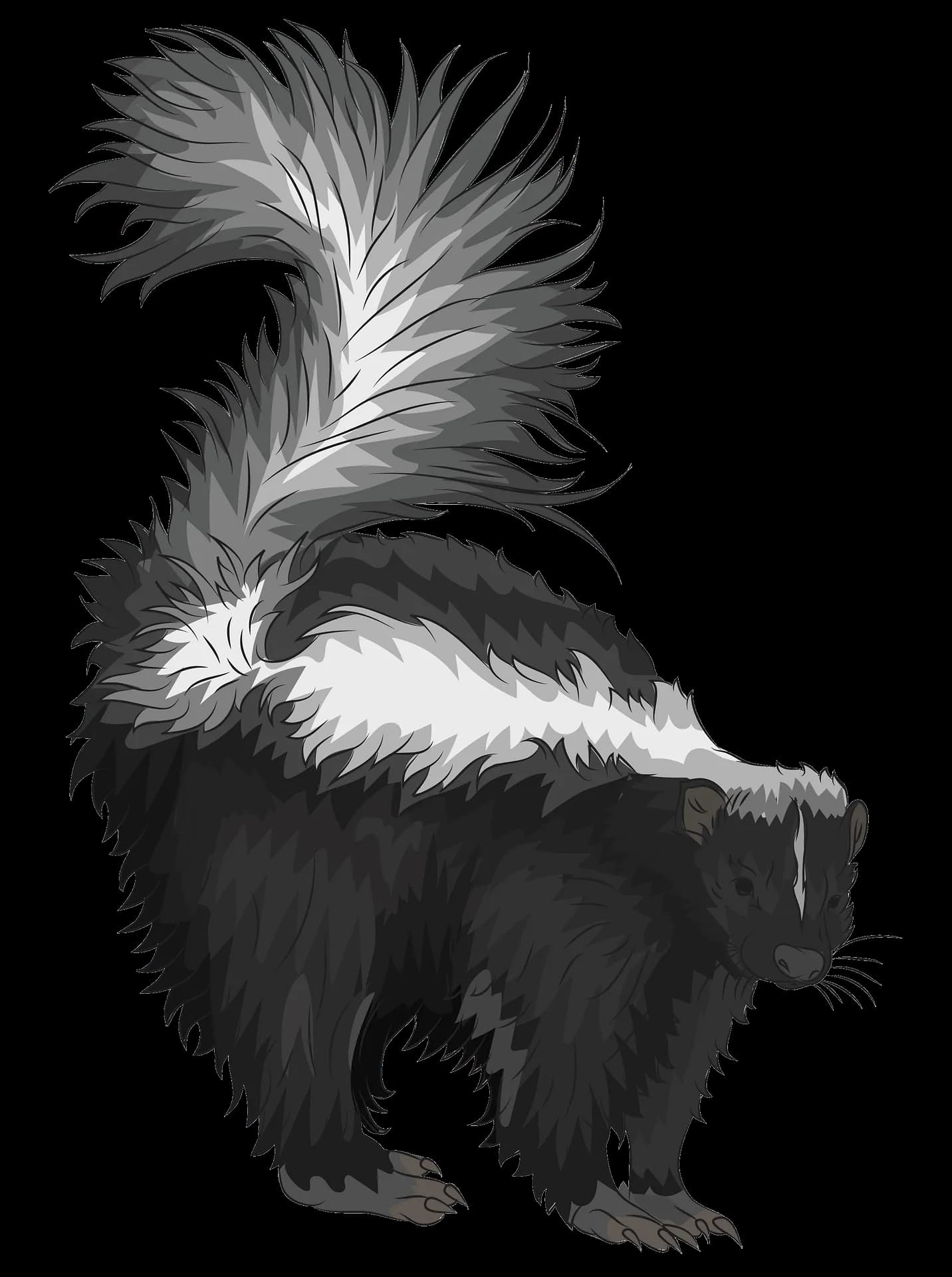 Skunk, Animal, Nature, Smell, Habitats PNG