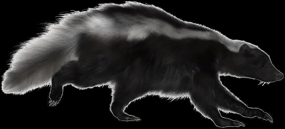 Skunk-PNG-Pic