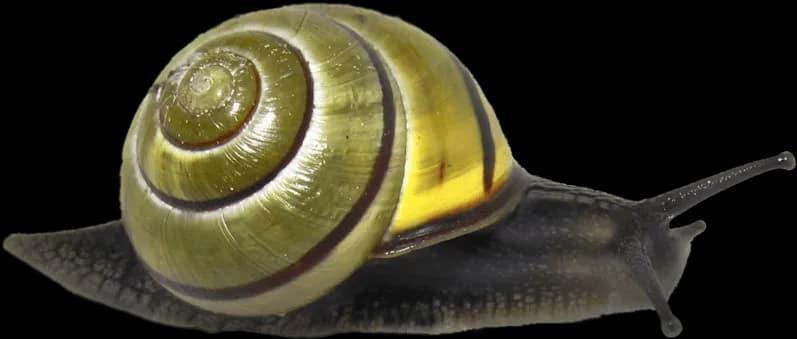 Snails-PNG-Isolated-Image