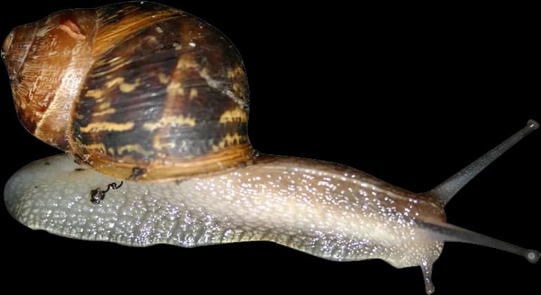 Snails-PNG