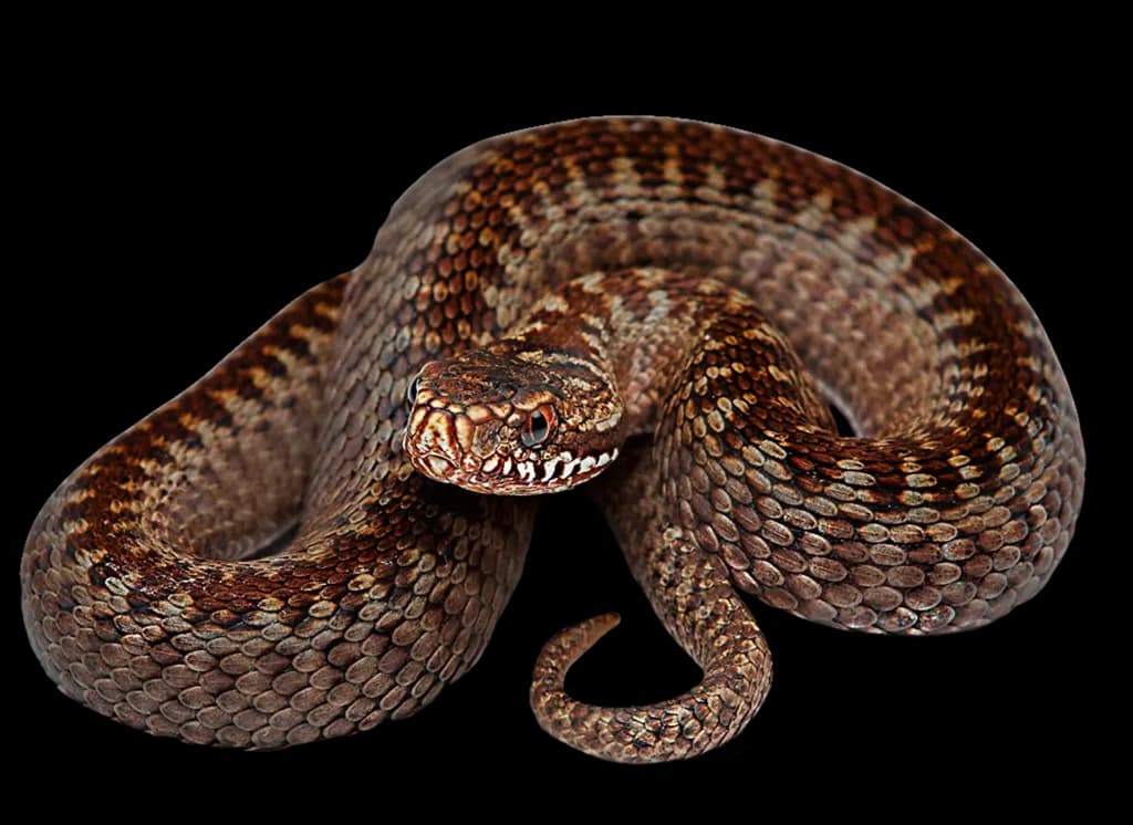 Snake, Venomous, Reptile, Serpent, Nature PNG