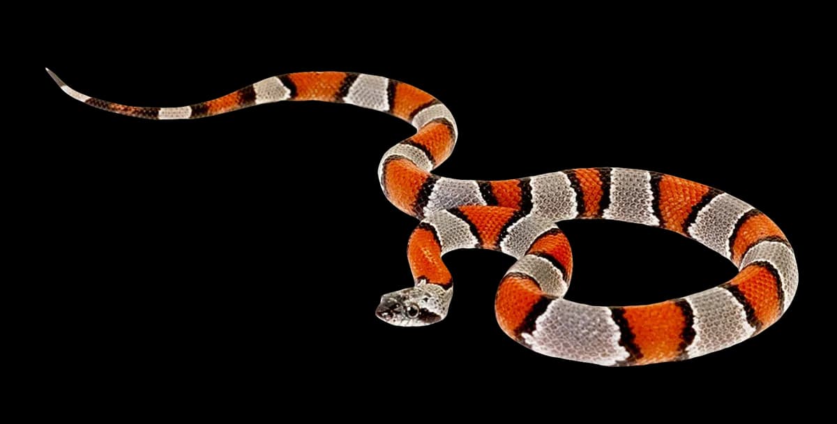 Snake Viper, Reptile, Species, Predator, Habitat PNG