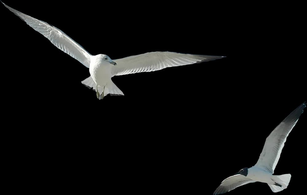 Sternidae, Nesting, Migration, Terns, Seabirds PNG