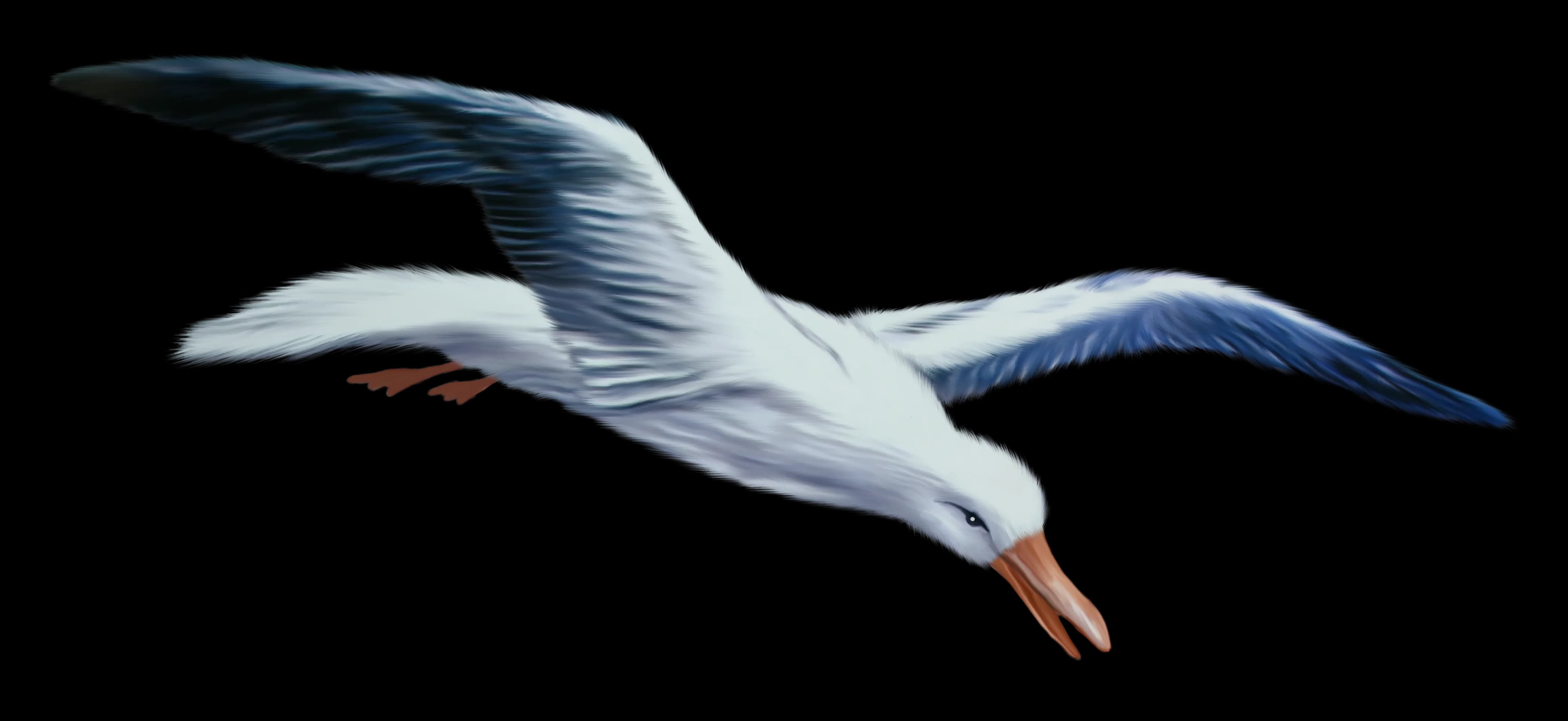 Sternidae-PNG-Picture