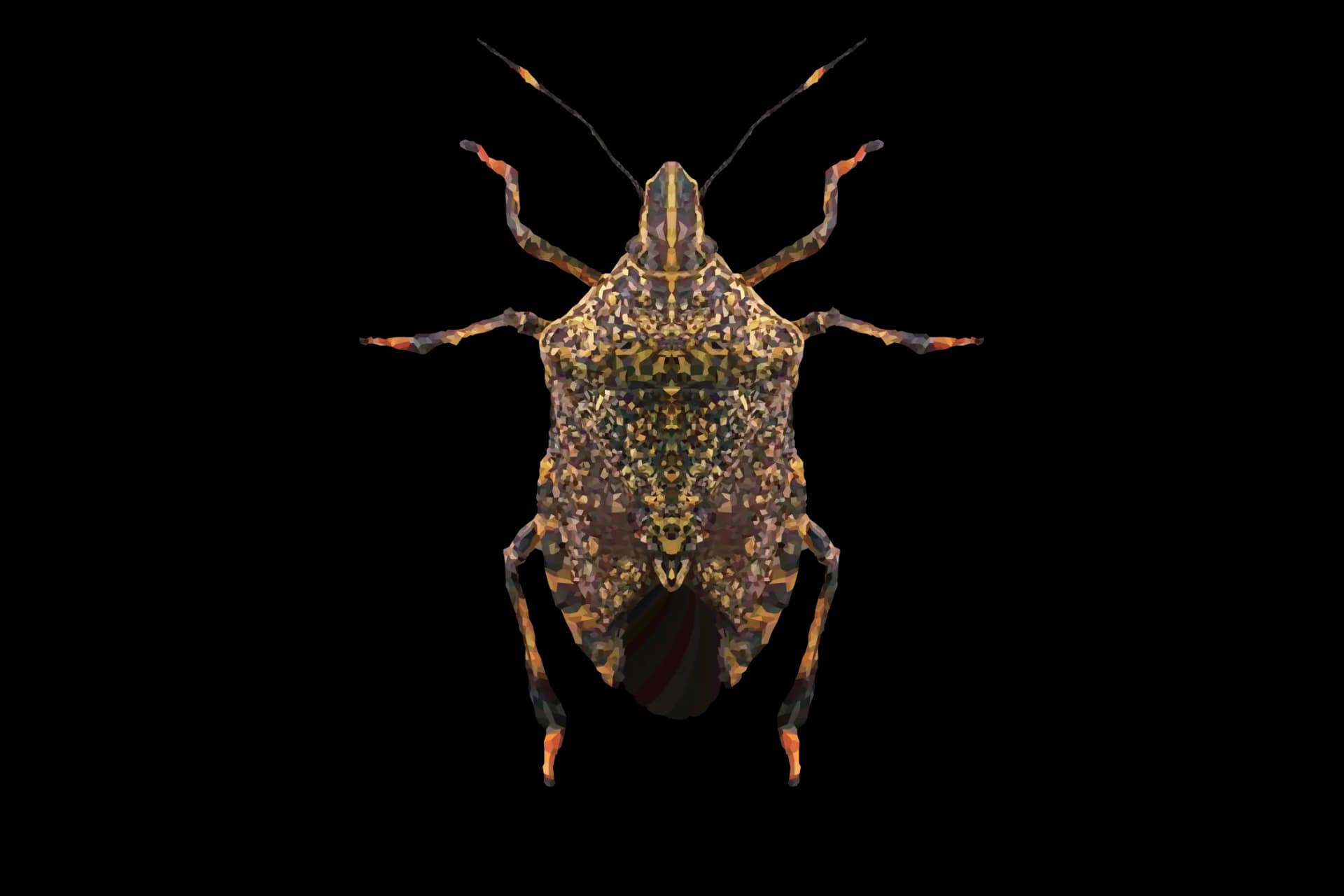 Stink Bugs, Seasonal Activity, Home Invaders, Natural Predators, Garden Infestation PNG