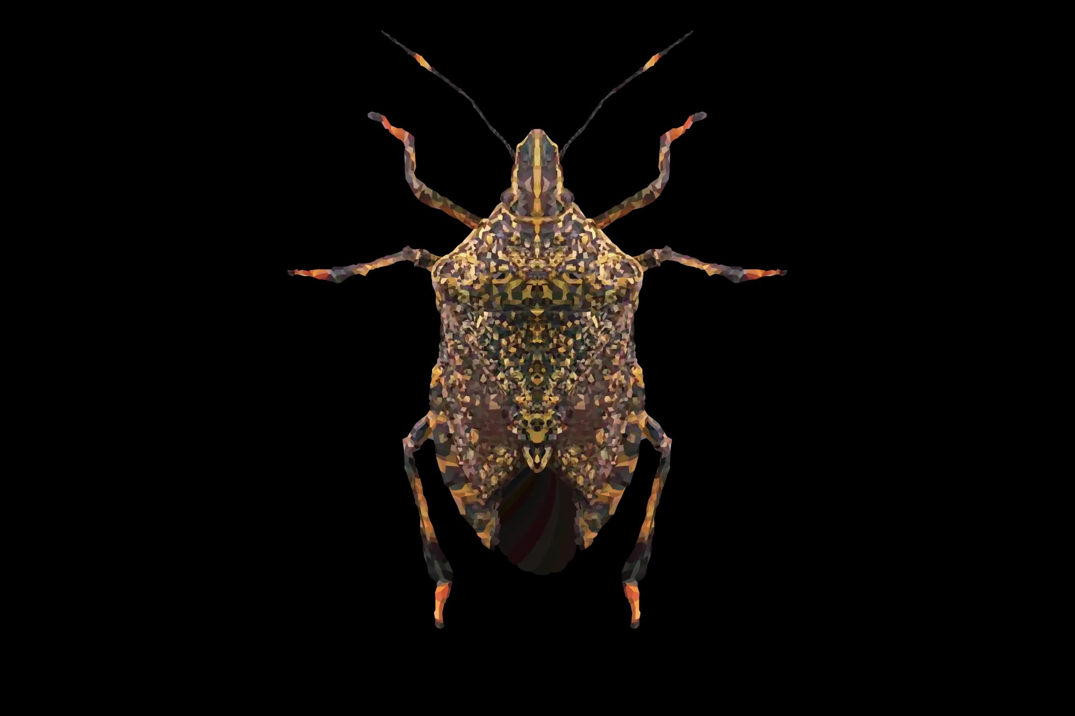 Stink-Bugs-PNG-HD-Isolated