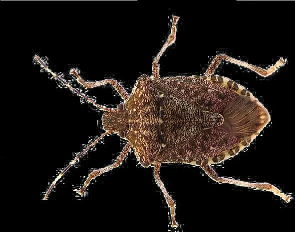 Stink-Bugs-PNG-Photos