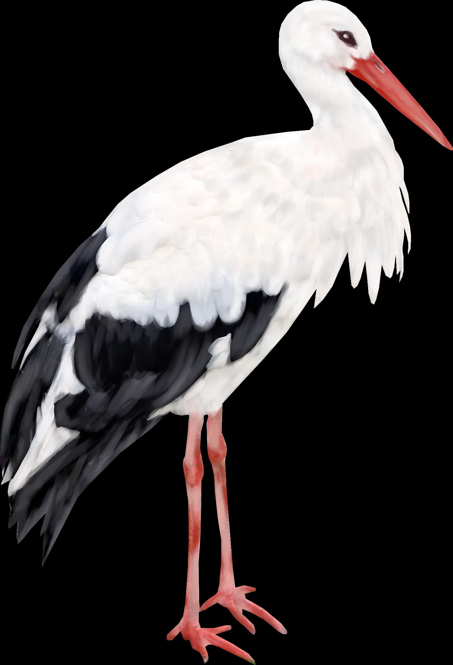 Stork, Nesting, Nature, Feathered, Symbolism PNG
