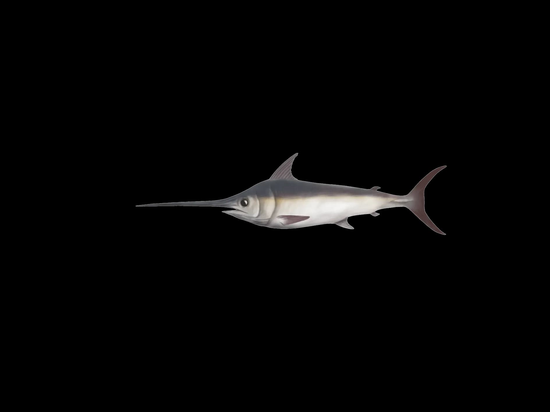 Sword Fish, Predator, Sportfishing, Ocean, Marine PNG